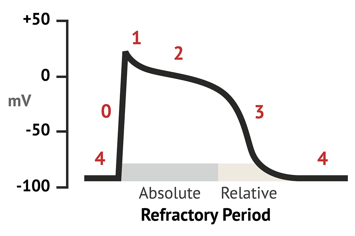 Cardiomyocyte Action Potentials