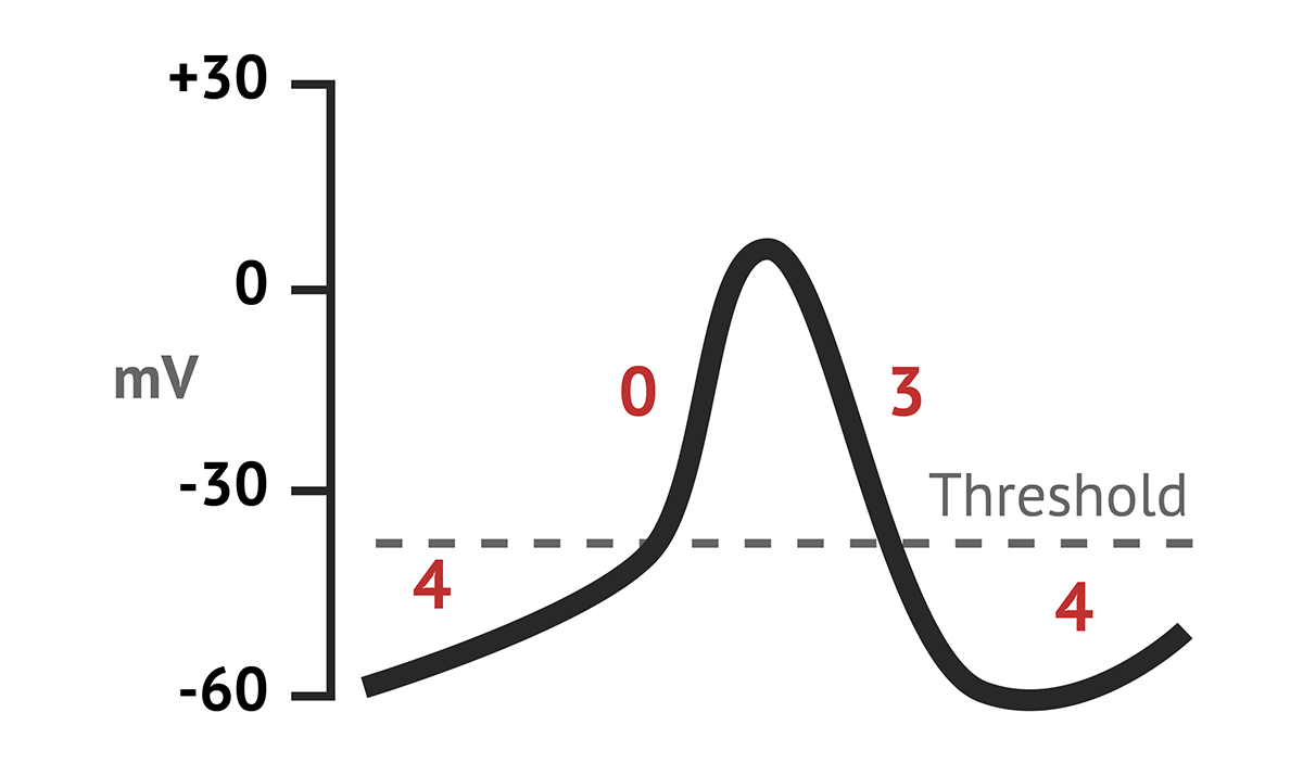 Pacemaker Action Potentials