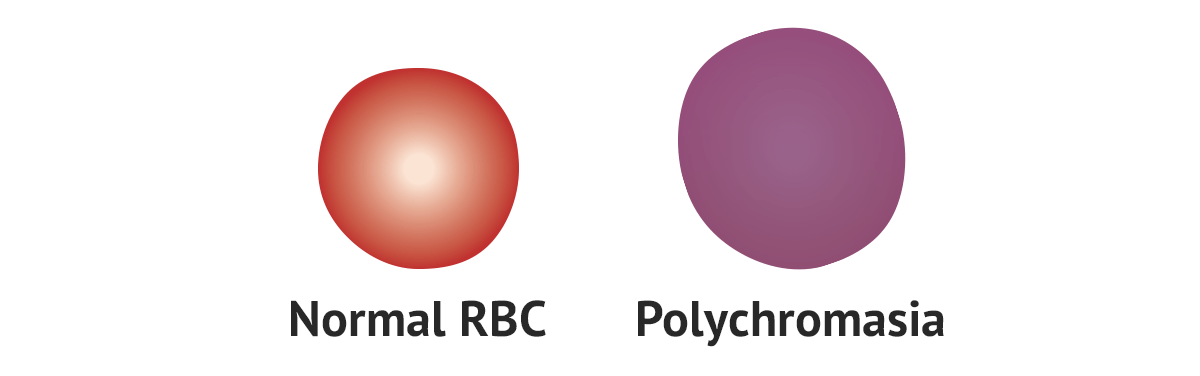 polychromasia