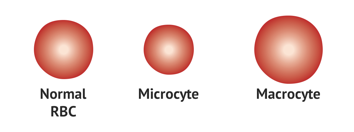 Red Blood Cell Size Blood Film MedSchool