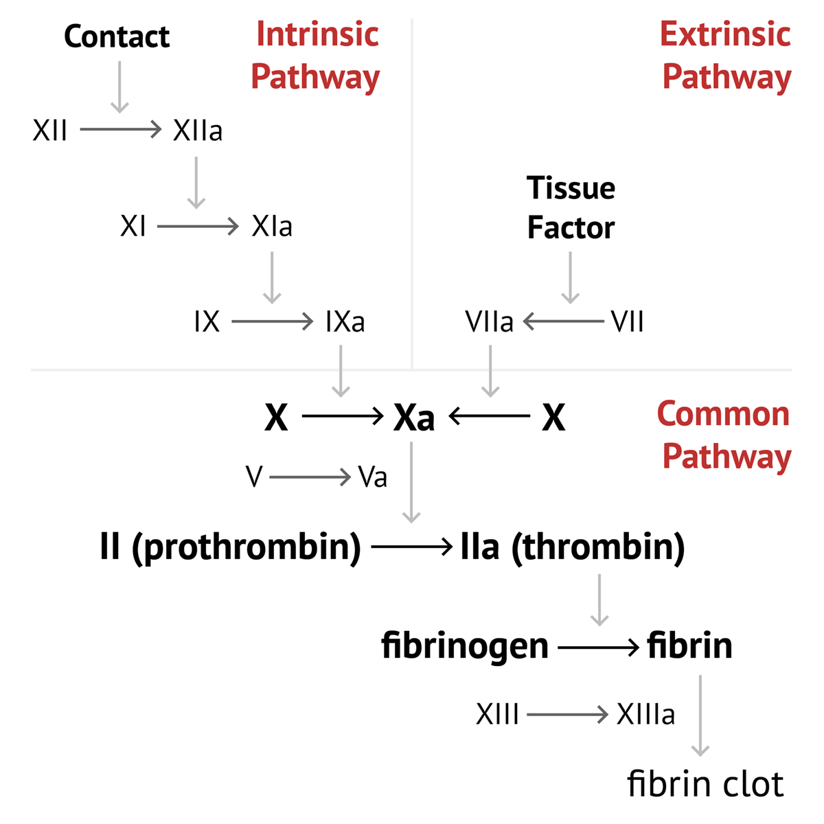 Coagulation Cascade Diagram Facteurs De Coagulation BJAJ