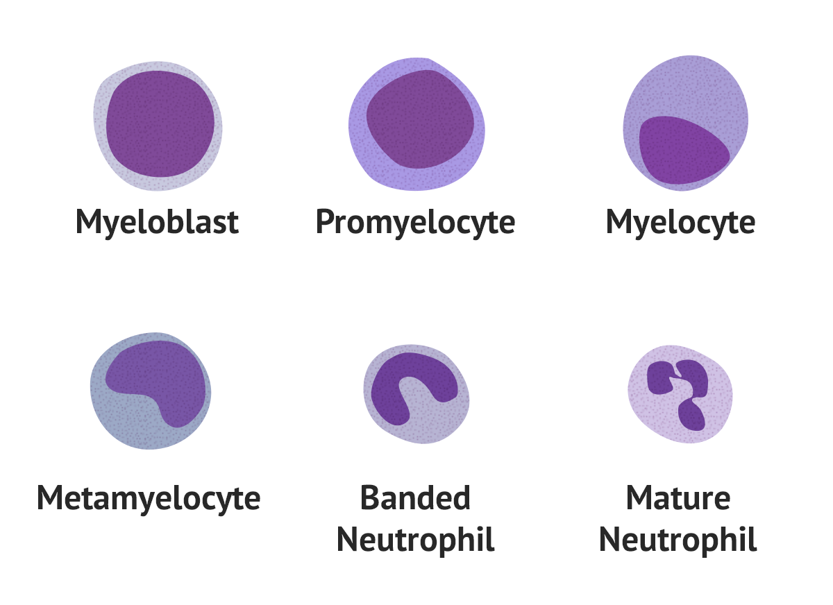 neutrophil maturation sequence