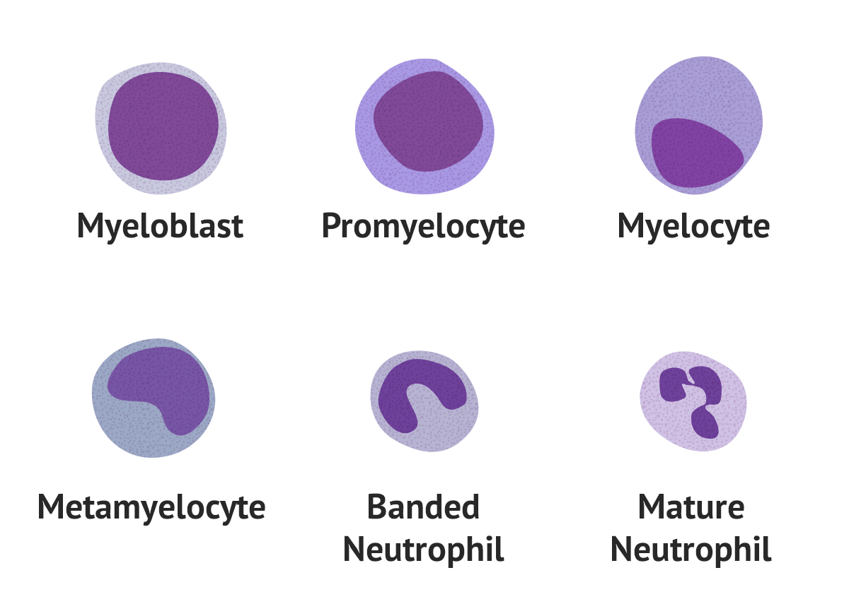 Neutrophil Morphology Blood Film MedSchool