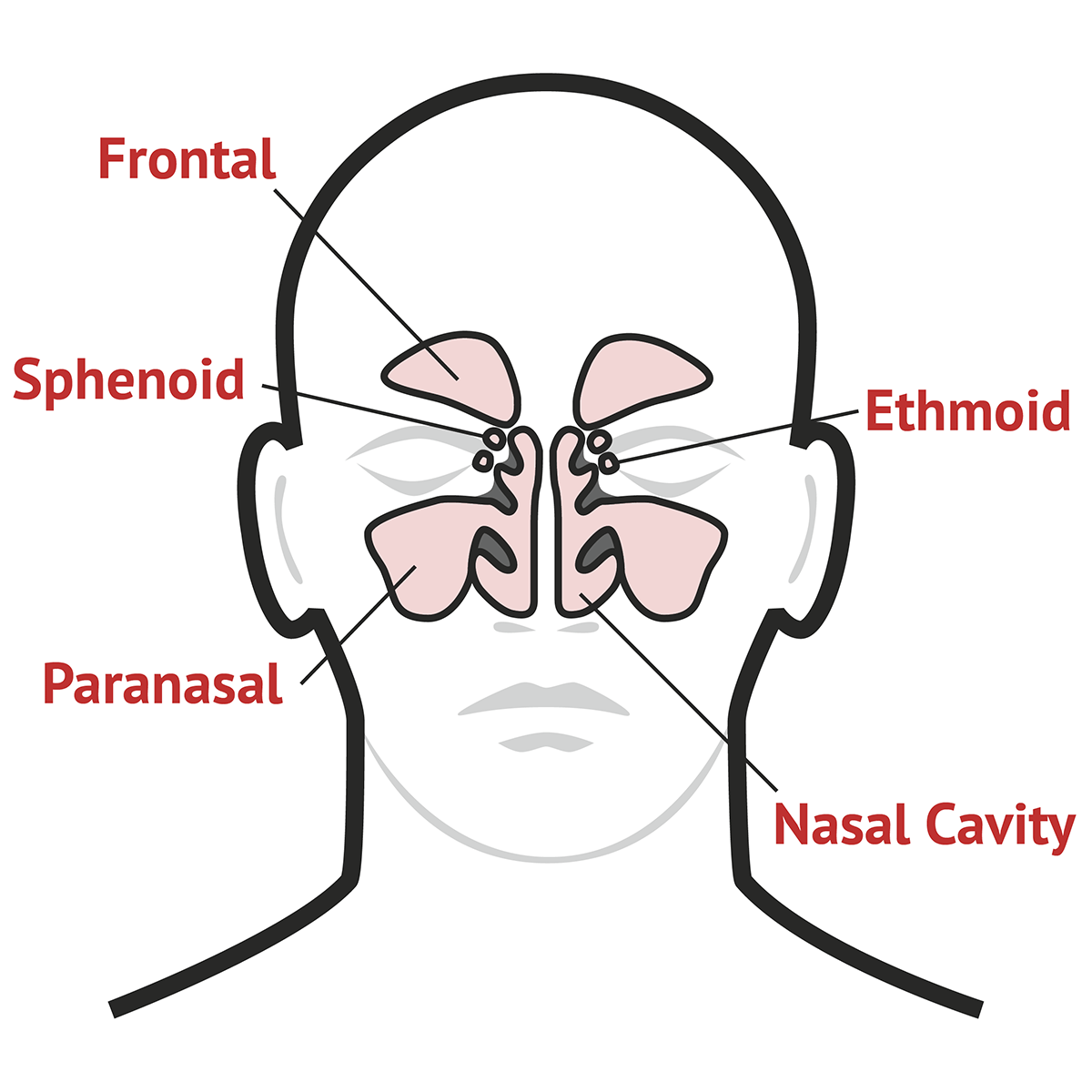 The Nasal Sinuses | Respiratory Exam - MedSchool