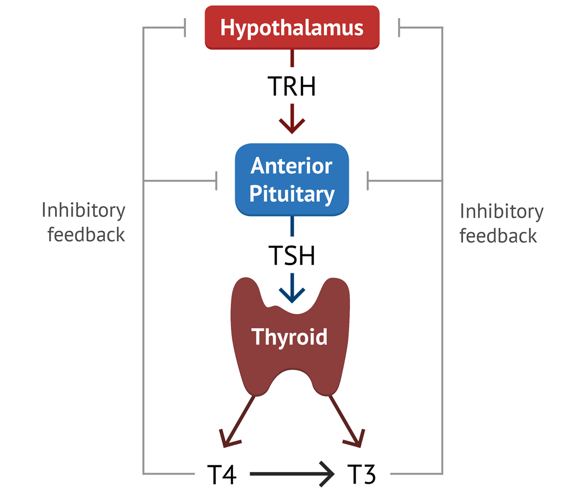 Thyroid Physiology Thyroid Function MedSchool